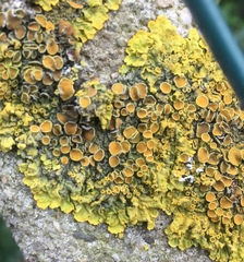 Xanthoria parietina