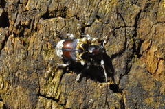 Desmiphoropsis variegata