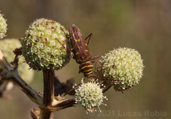 Megacyllene castanea