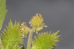 Xanthium cavanillesii