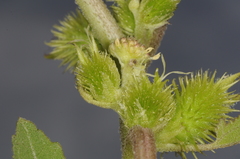 Xanthium cavanillesii