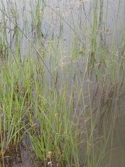 Eragrostis nindensis