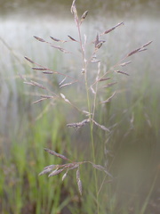 Eragrostis nindensis
