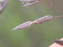Eragrostis nindensis