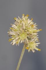 Pfaffia