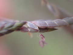 Eragrostis nindensis