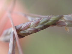 Eragrostis nindensis