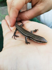 Aspronema dorsivittatum