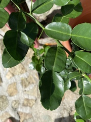 Citrus hystrix