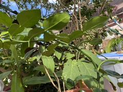 Citrus hystrix