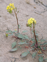 Chylismia claviformis lancifolia