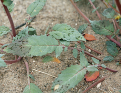 Chylismia claviformis lancifolia