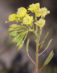 Chylismia claviformis lancifolia