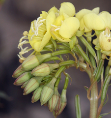 Chylismia claviformis lancifolia