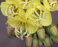 Chylismia claviformis lancifolia