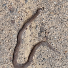 Stenorrhina degenhardtii