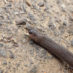 Stenorrhina degenhardtii