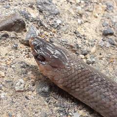 Stenorrhina degenhardtii