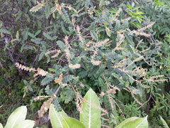 Weinmannia pinnata