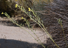 Chylismia claviformis lancifolia