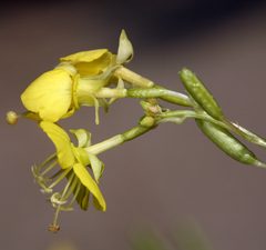 Chylismia claviformis lancifolia