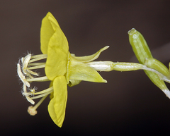 Chylismia claviformis lancifolia
