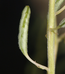 Chylismia claviformis lancifolia