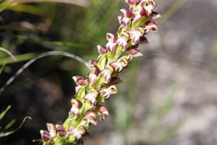 Disa obtusa