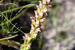 Disa obtusa