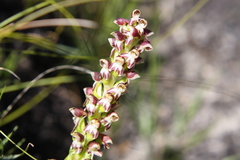 Disa obtusa