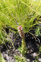 Disa obtusa
