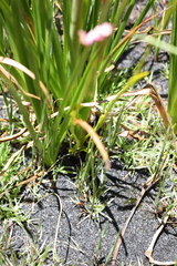 Disperis paludosa