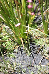 Disperis paludosa