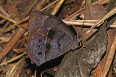 Taygetis rectifascia