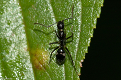 Camponotus sexguttatus