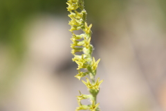 Holothrix brevipetala