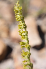 Holothrix brevipetala