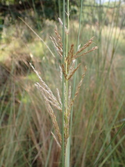 Miscanthus junceus