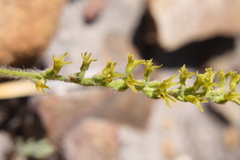 Holothrix brevipetala