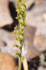 Holothrix brevipetala