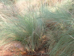 Miscanthus junceus