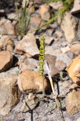 Holothrix brevipetala