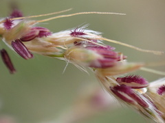 Miscanthus junceus