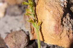 Holothrix brevipetala