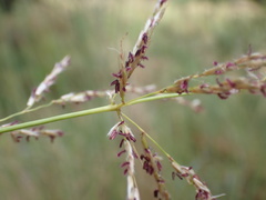 Miscanthus junceus