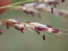 Miscanthus junceus