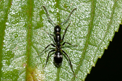 Camponotus sexguttatus