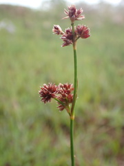 Juncus oxycarpus
