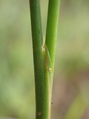 Juncus oxycarpus
