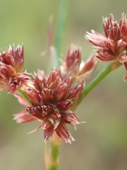 Juncus oxycarpus